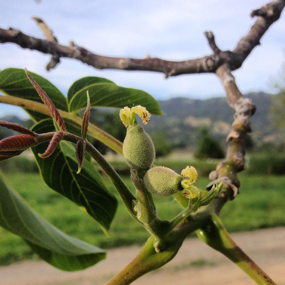 baby-walnuts.jpg